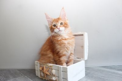 Bella